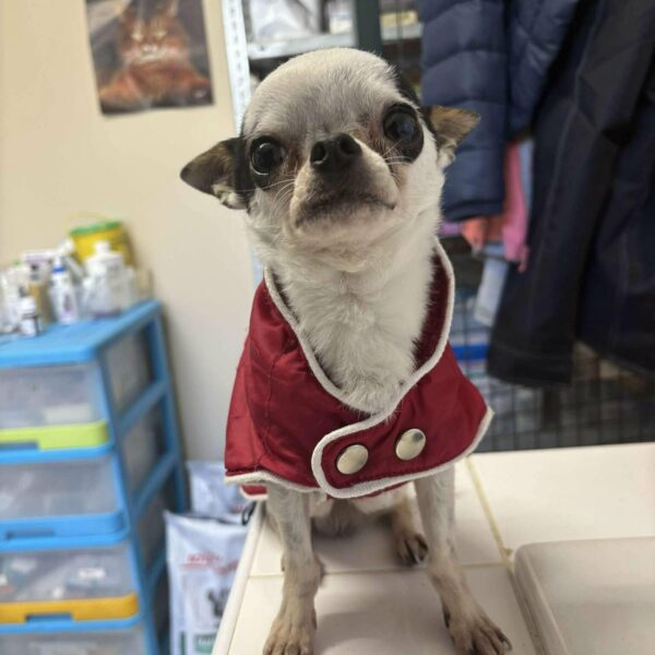 10/01 – FOURRIÈRE Chien CC4