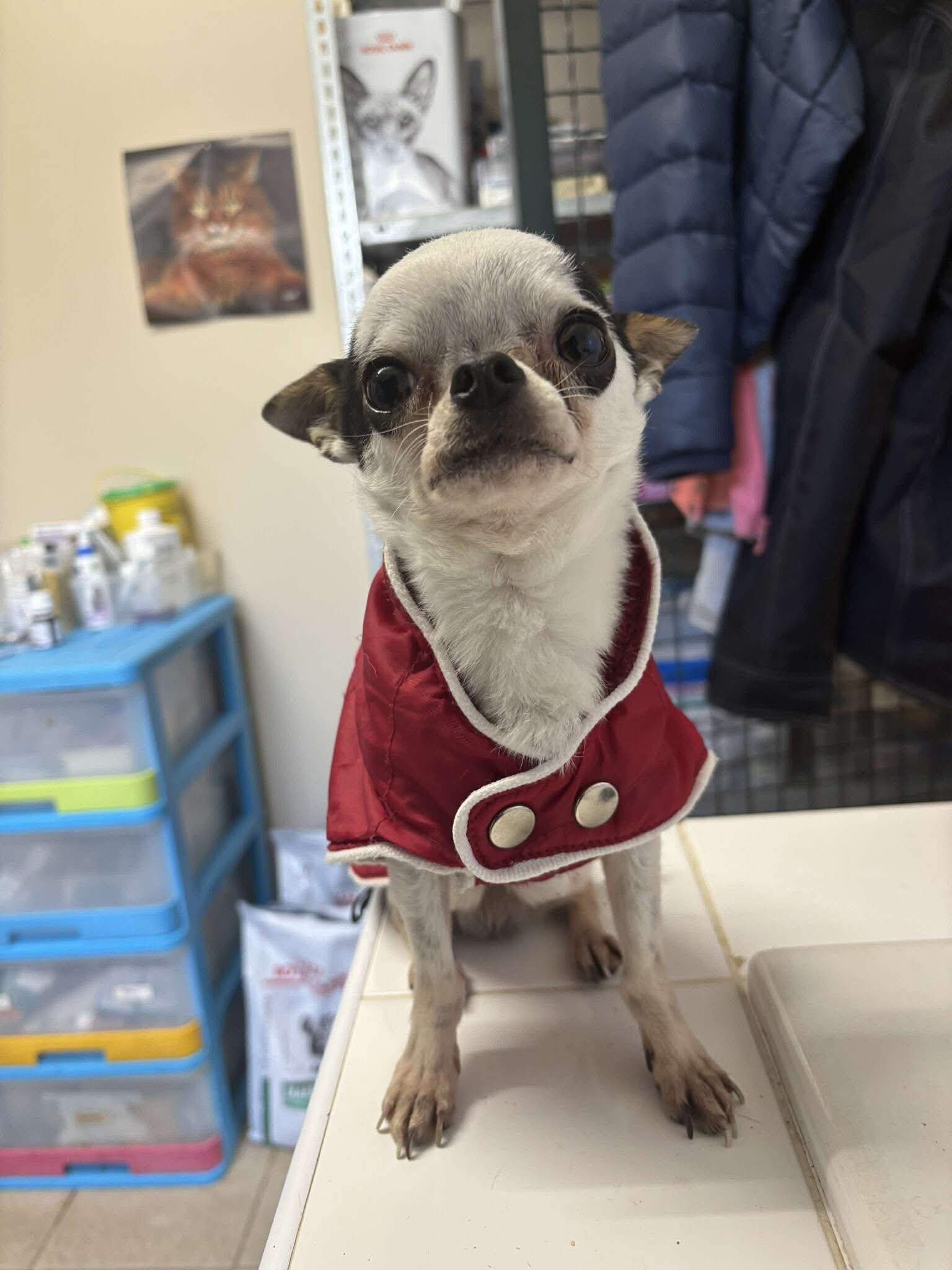 Lire la suite à propos de l’article 10/01 – FOURRIÈRE Chien CC4