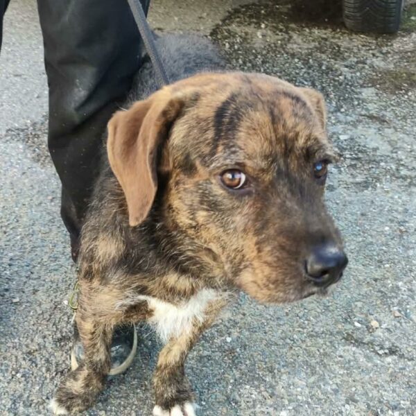 29/01 – FOURRIÈRE Chien CC35