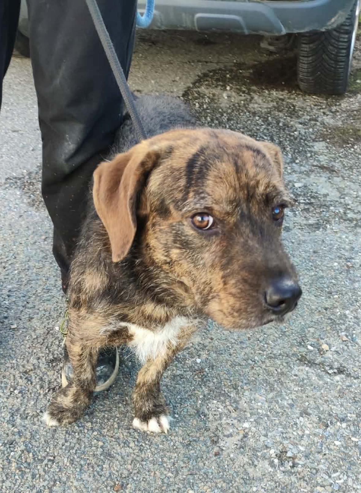 Lire la suite à propos de l’article 29/01 – FOURRIÈRE Chien CC35