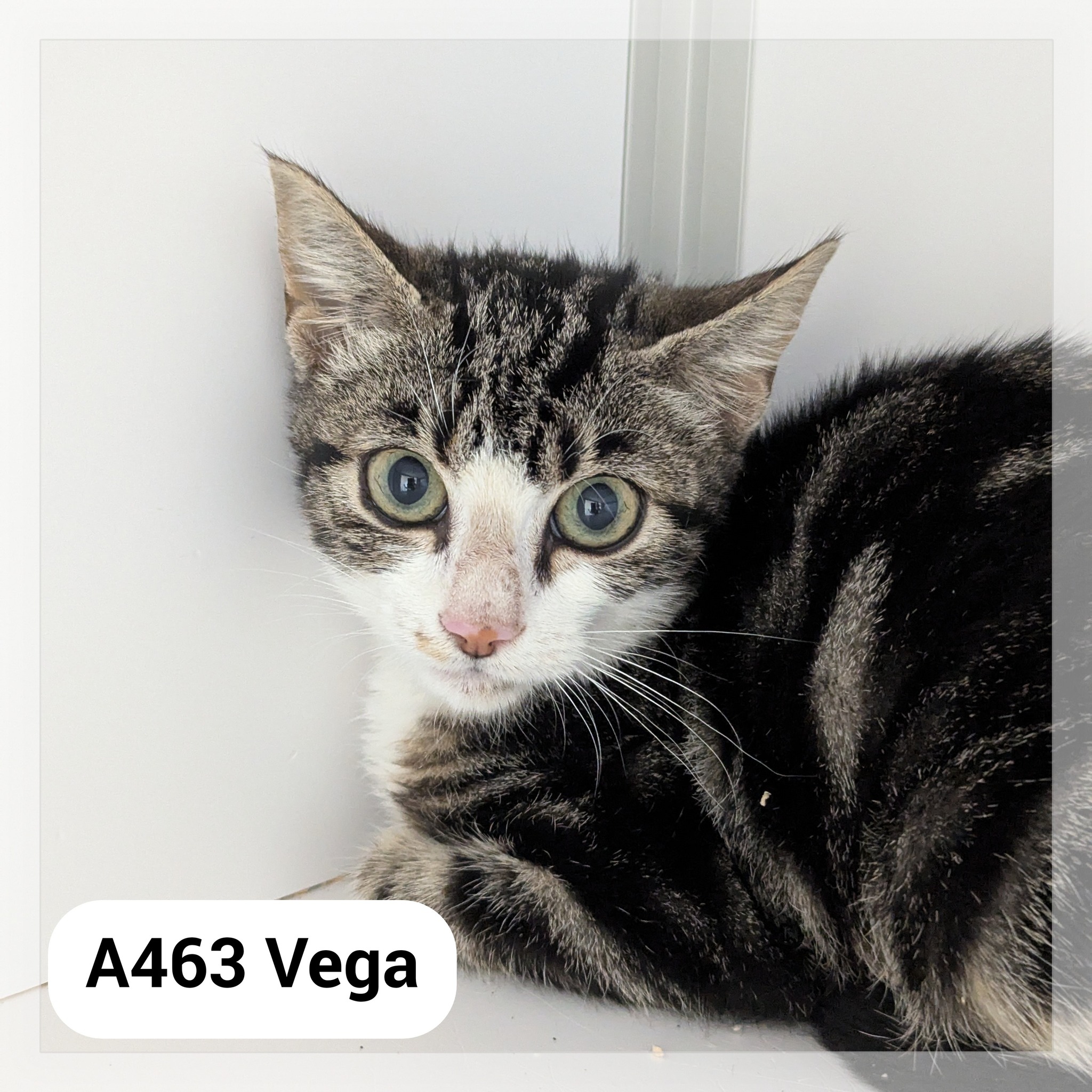 Lire la suite à propos de l’article Vega