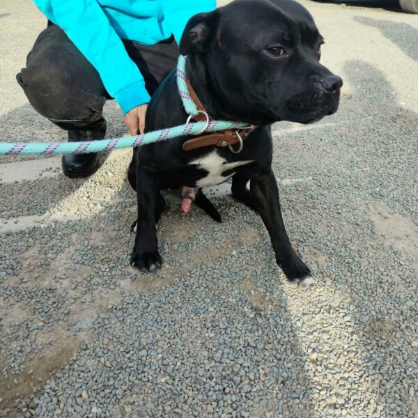 14/01 – FOURRIÈRE Chien CC16