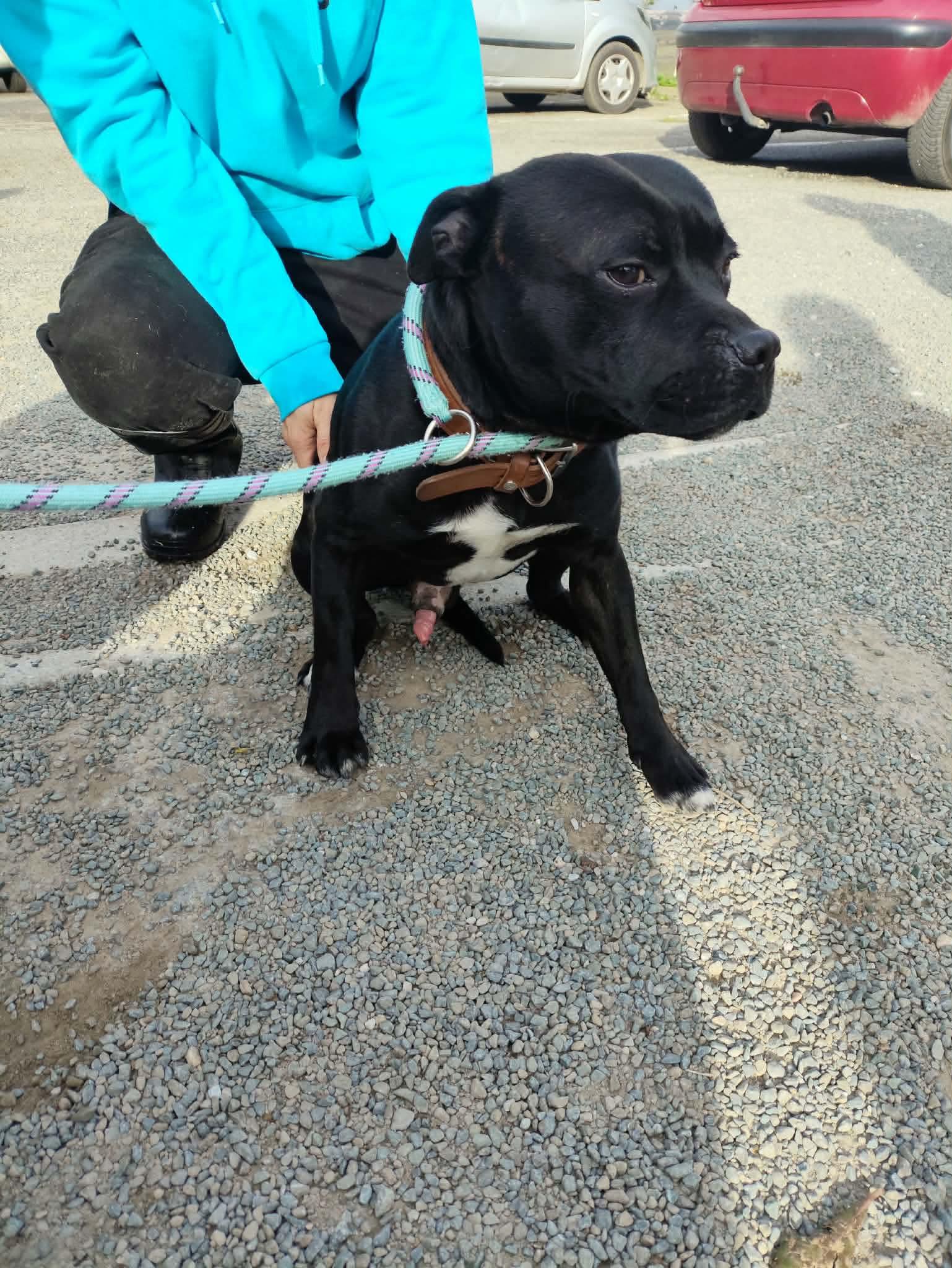 Lire la suite à propos de l’article 14/01 – FOURRIÈRE Chien CC16