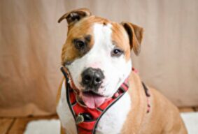 Yota Non catégorisé, chien à l’adoption à la SCPA de Carcassonne