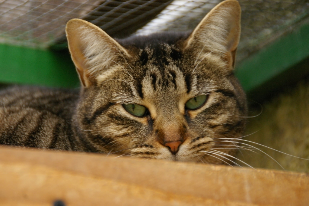 2568471983973138594(1)