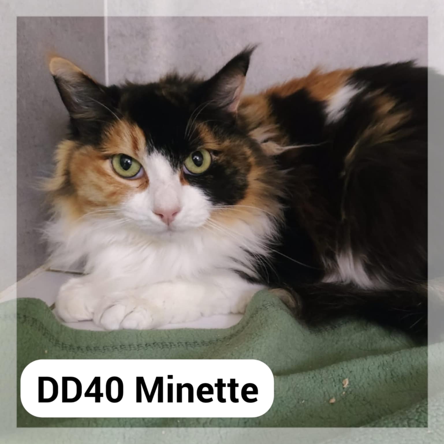 Lire la suite à propos de l’article Minette