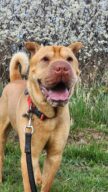 Rocky, chien à l’adoption à la SCPA de Carcassonne