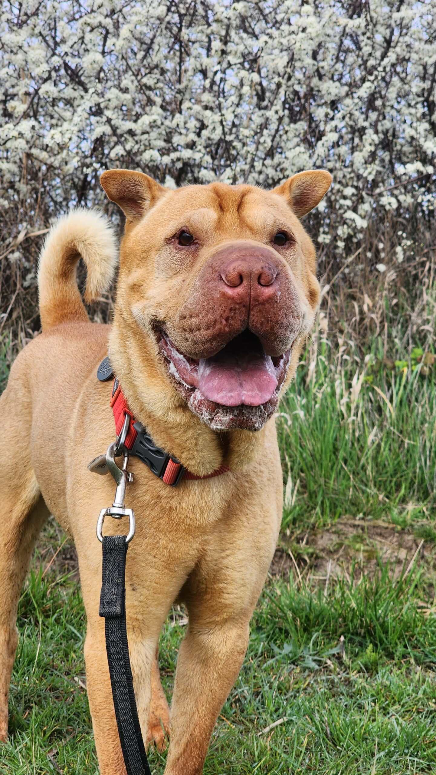 Lire la suite à propos de l’article Rocky
