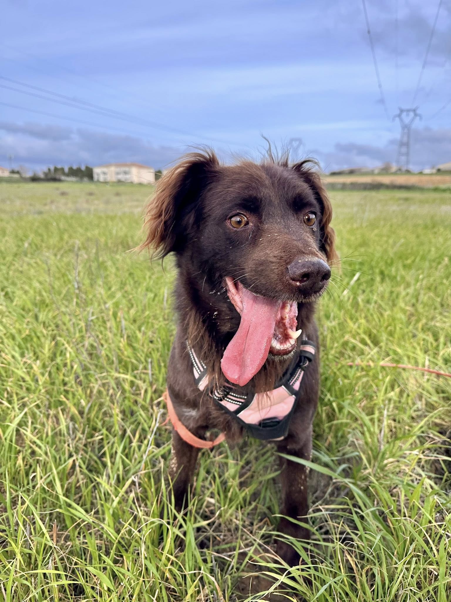 Lire la suite à propos de l’article Milou SENIOR