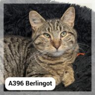 Berlingot, chat à l’adoption à la SCPA de Carcassonne