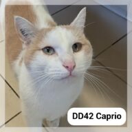 Caprio, chat à l’adoption à la SCPA de Carcassonne