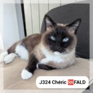 Chéric *SOS FALD*, chat à l’adoption à la SCPA de Carcassonne
