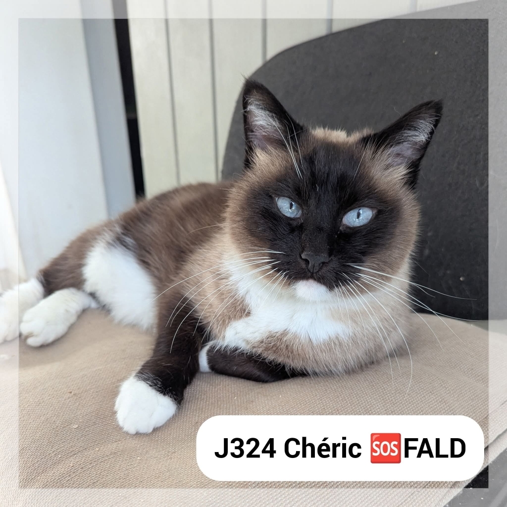 Lire la suite à propos de l’article Chéric *SOS FALD*
