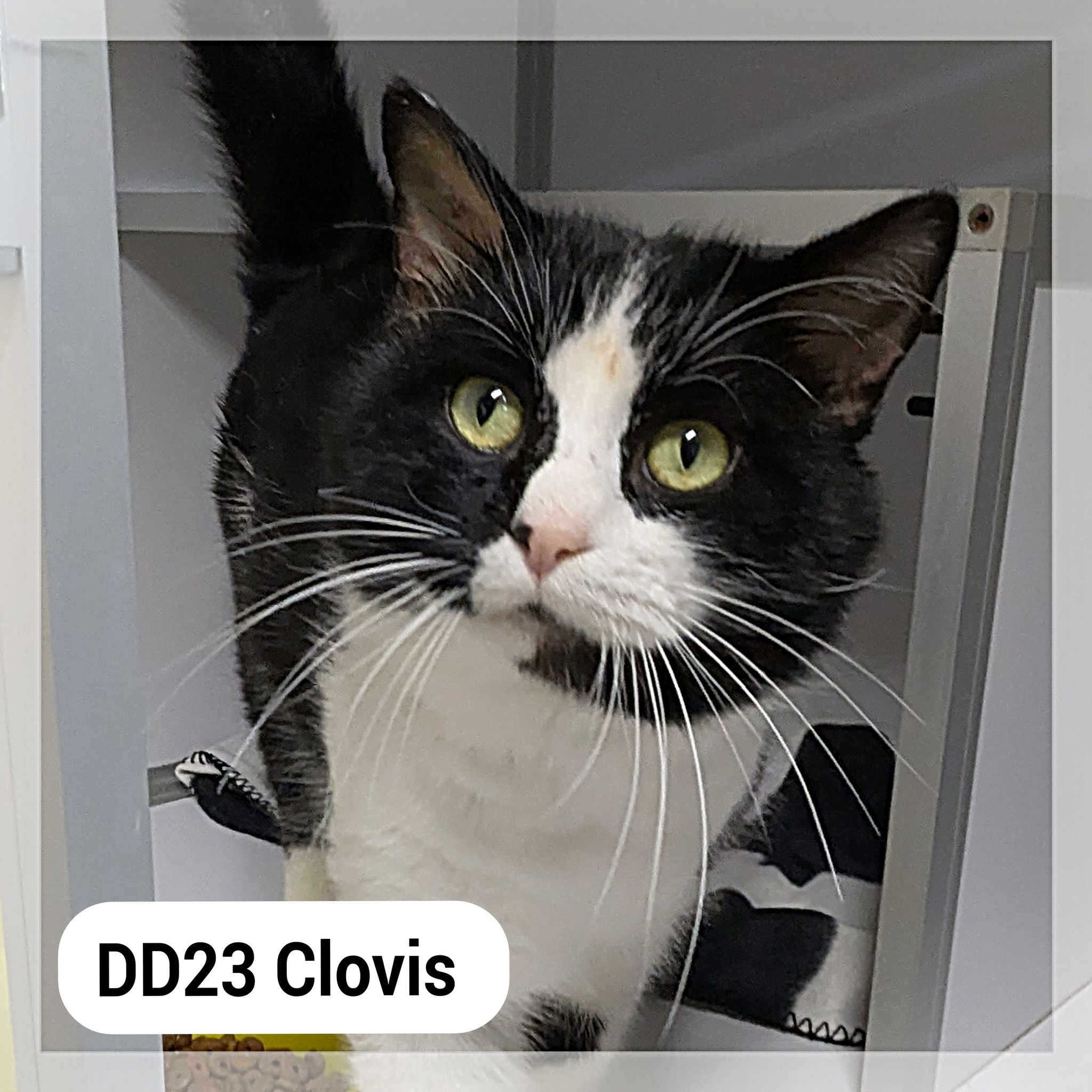 Lire la suite à propos de l’article Clovis