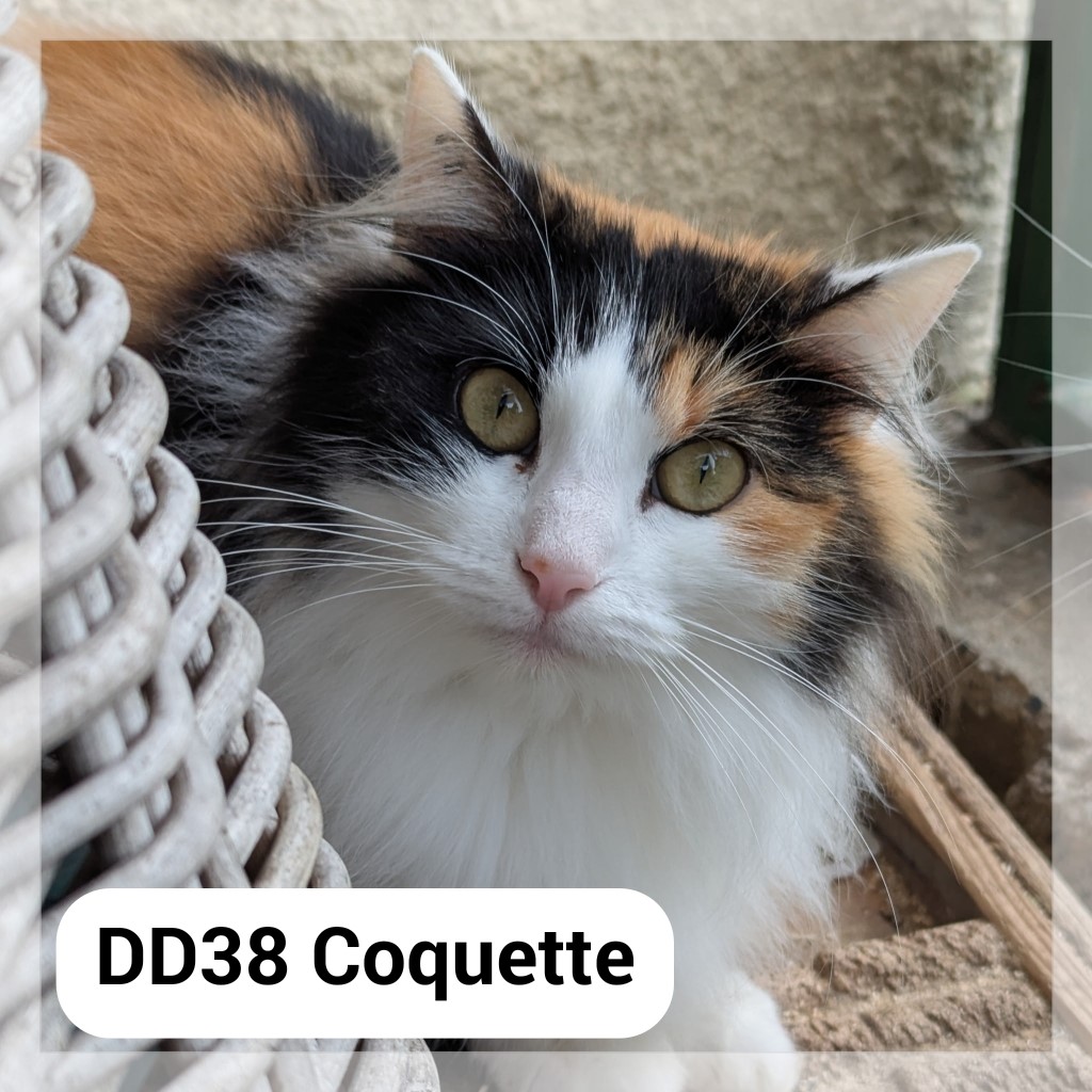 Lire la suite à propos de l’article Coquette