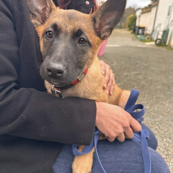 13/02 – FOURRIÈRE Chien CC56