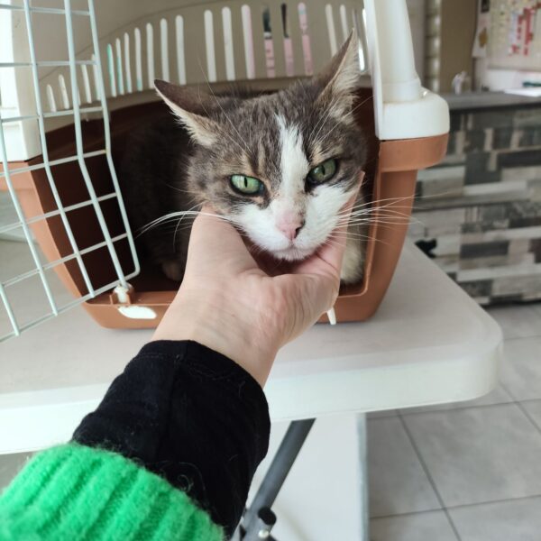 18/02 – FOURRIÈRE Chat DD45