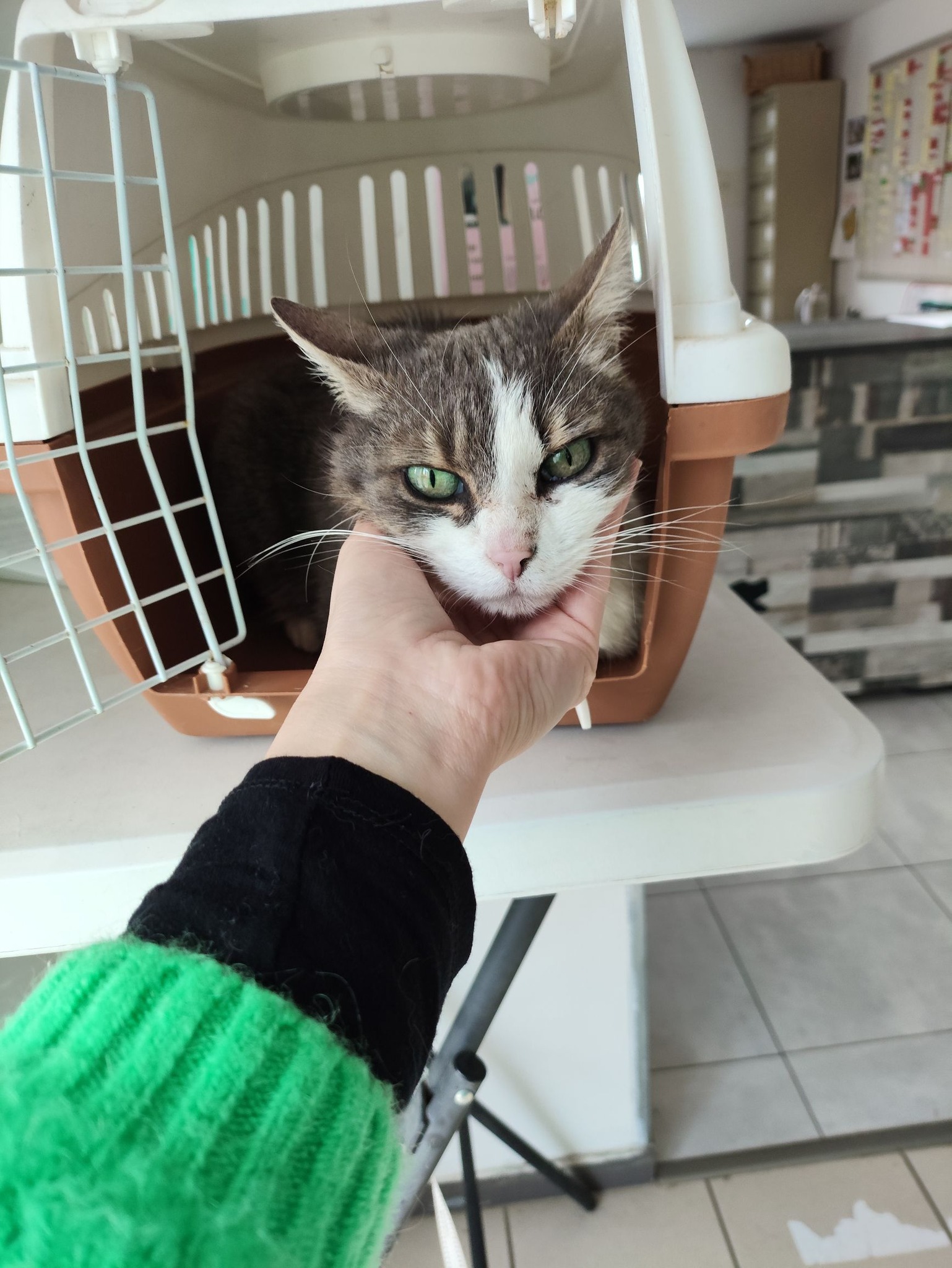 Lire la suite à propos de l’article 18/02 – FOURRIÈRE Chat DD45