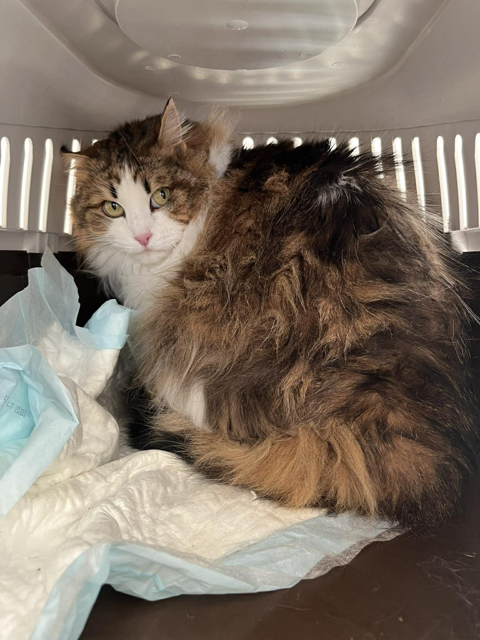 Lire la suite à propos de l’article 22/02 – FOURRIÈRE Chat DD47