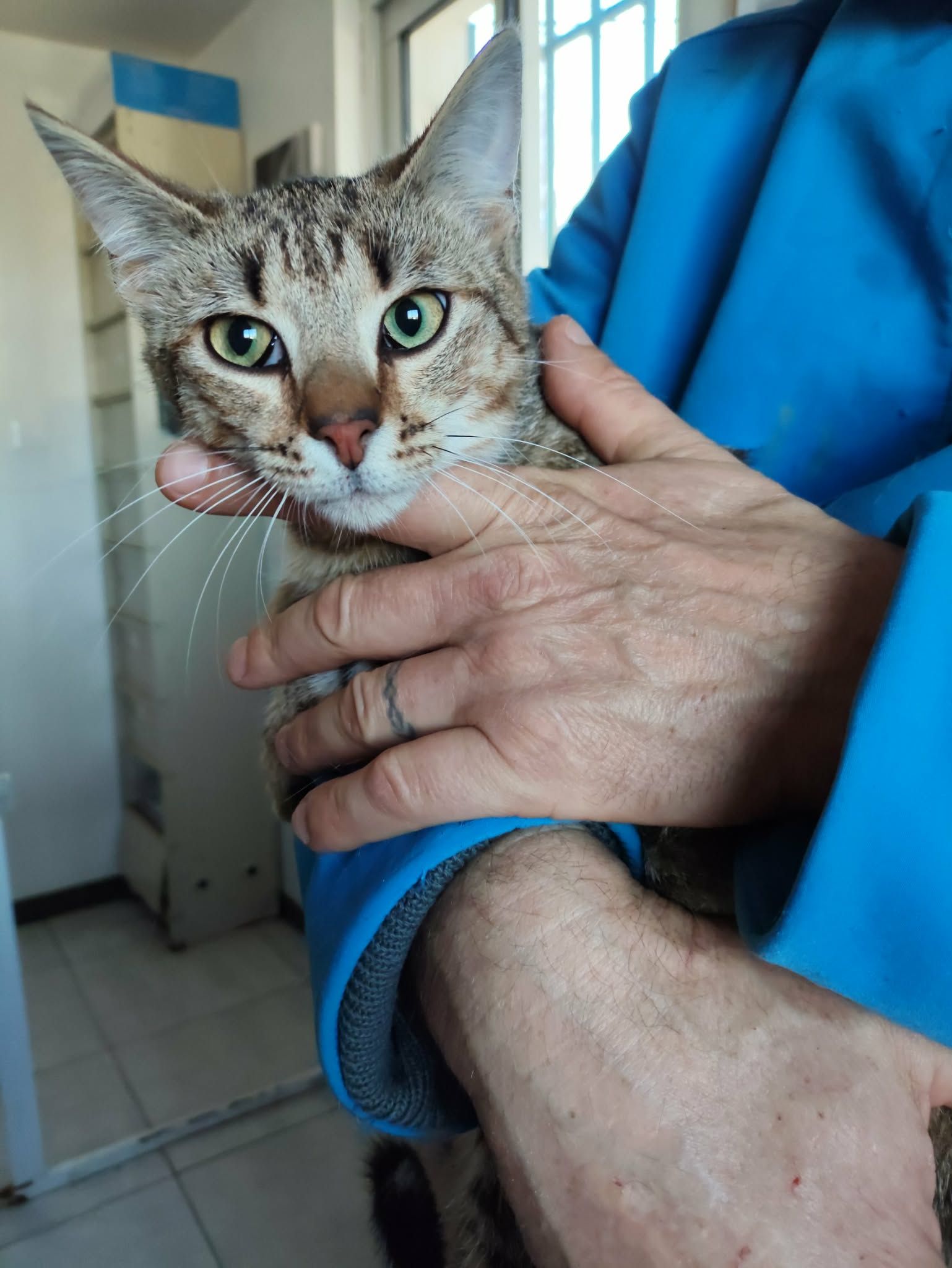 Lire la suite à propos de l’article 25/02 – FOURRIÈRE Chat DD48