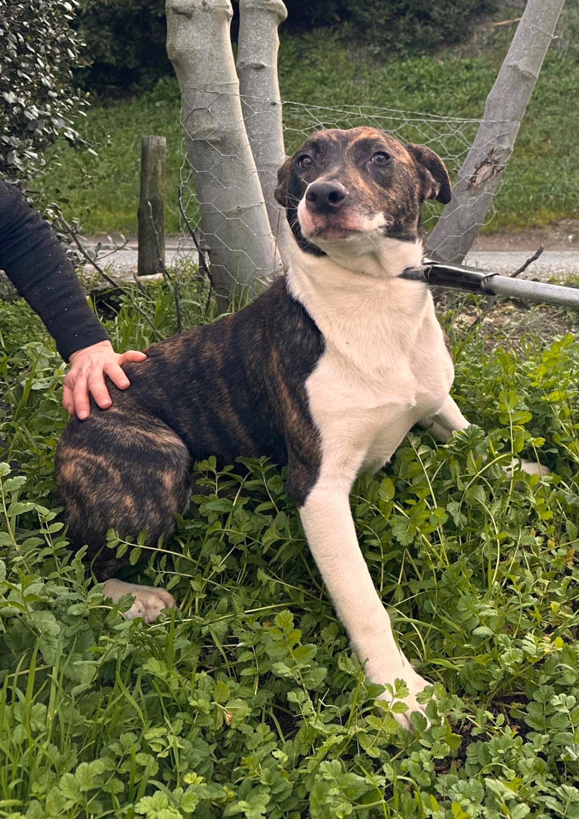 Lire la suite à propos de l’article 13/02 – FOURRIÈRE Chien CC59