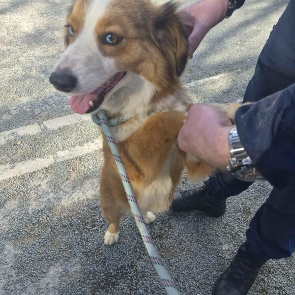 02/02 – FOURRIÈRE Chien CC41