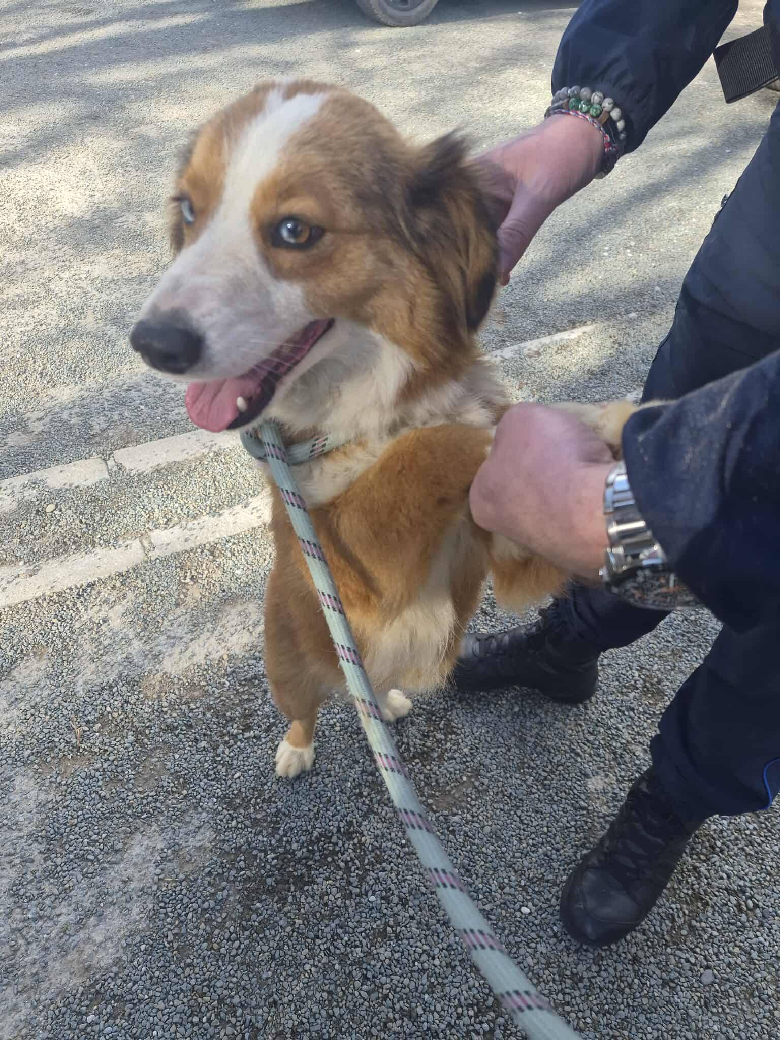 Lire la suite à propos de l’article 02/02 – FOURRIÈRE Chien CC41