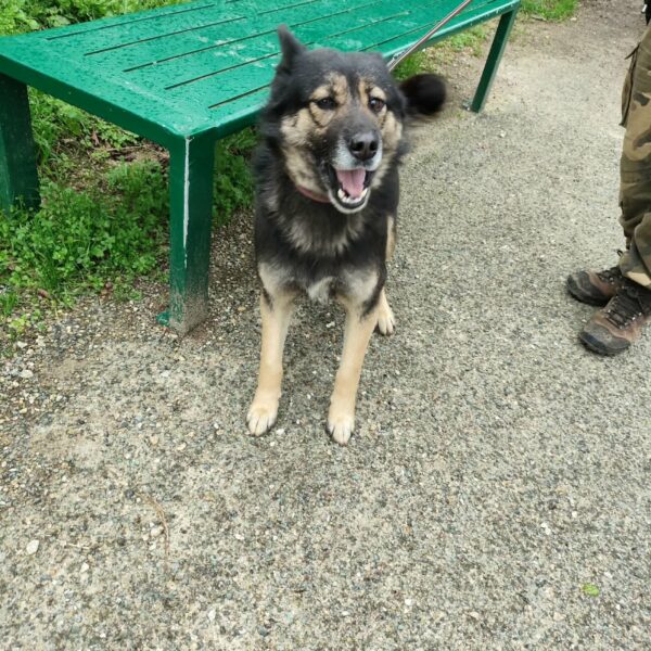 05/02 – FOURRIÈRE Chien CC50