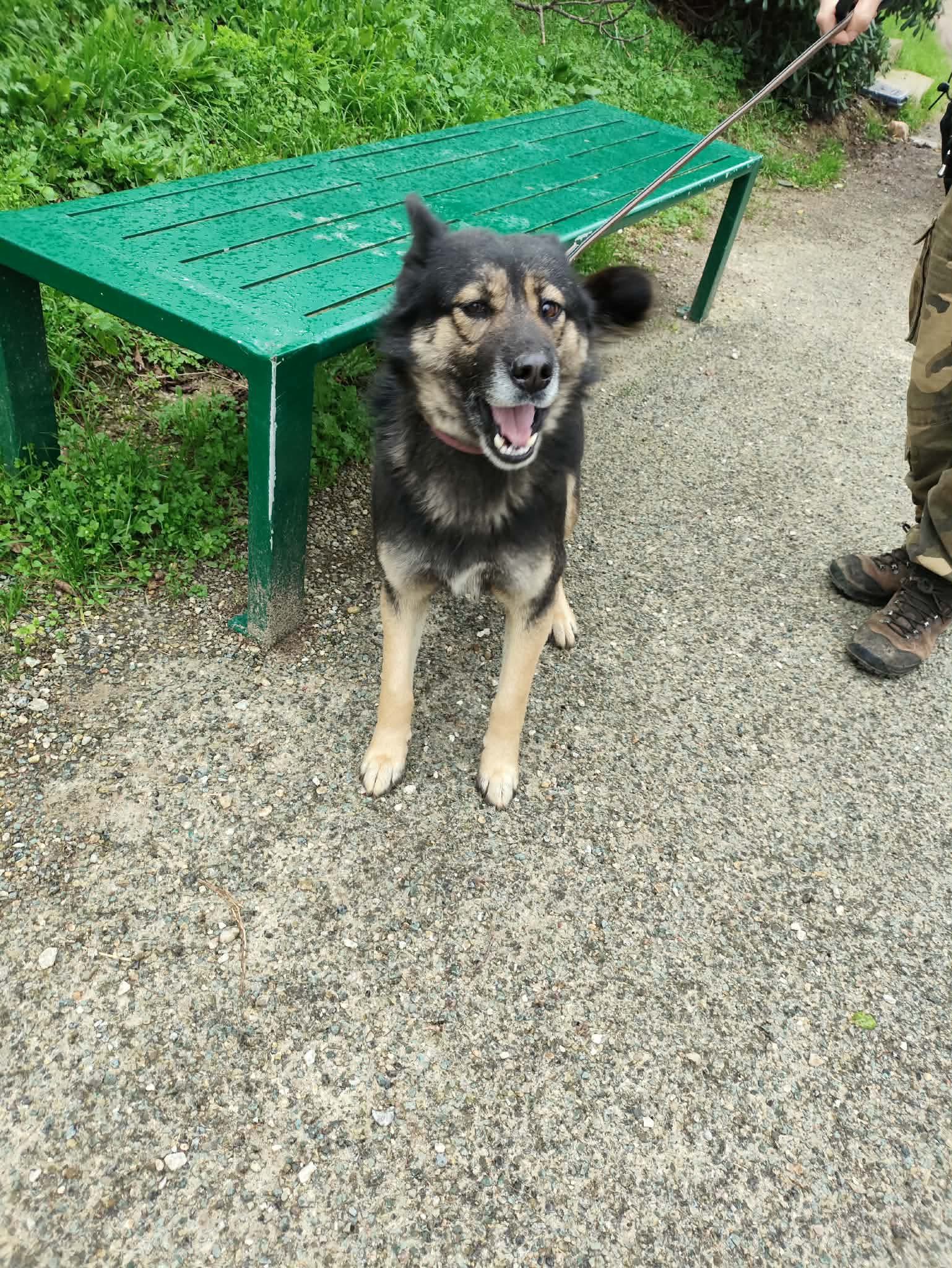 Lire la suite à propos de l’article 05/02 – FOURRIÈRE Chien CC50