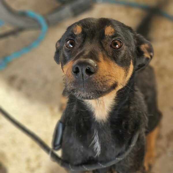 01/02 – FOURRIÈRE Chien CC40