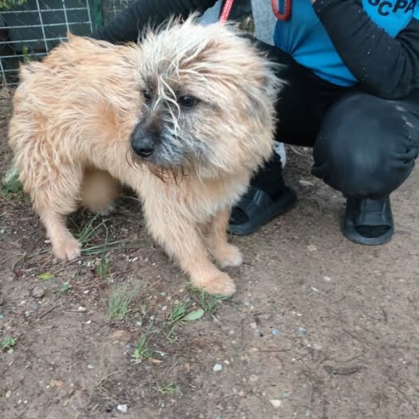 13/02 – FOURRIÈRE Chien CC60