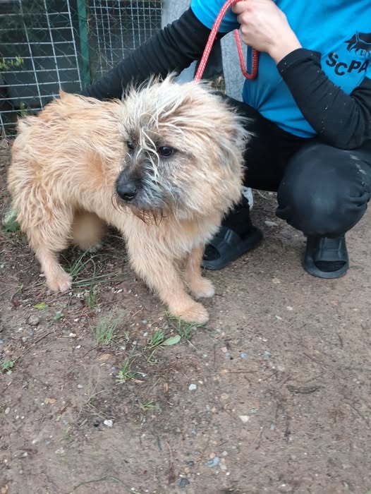 Lire la suite à propos de l’article 13/02 – FOURRIÈRE Chien CC60