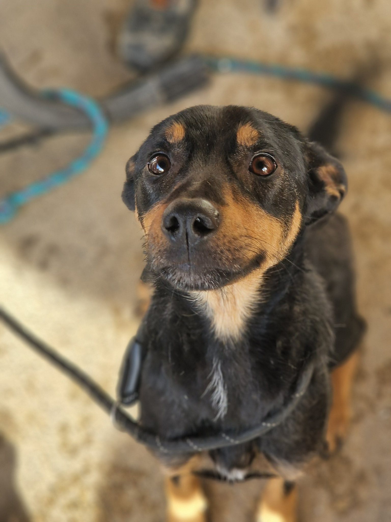 Lire la suite à propos de l’article 01/02 – FOURRIÈRE Chien CC40