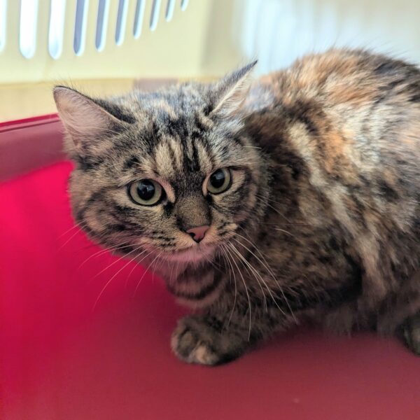 02/02 – FOURRIÈRE Chat DD36