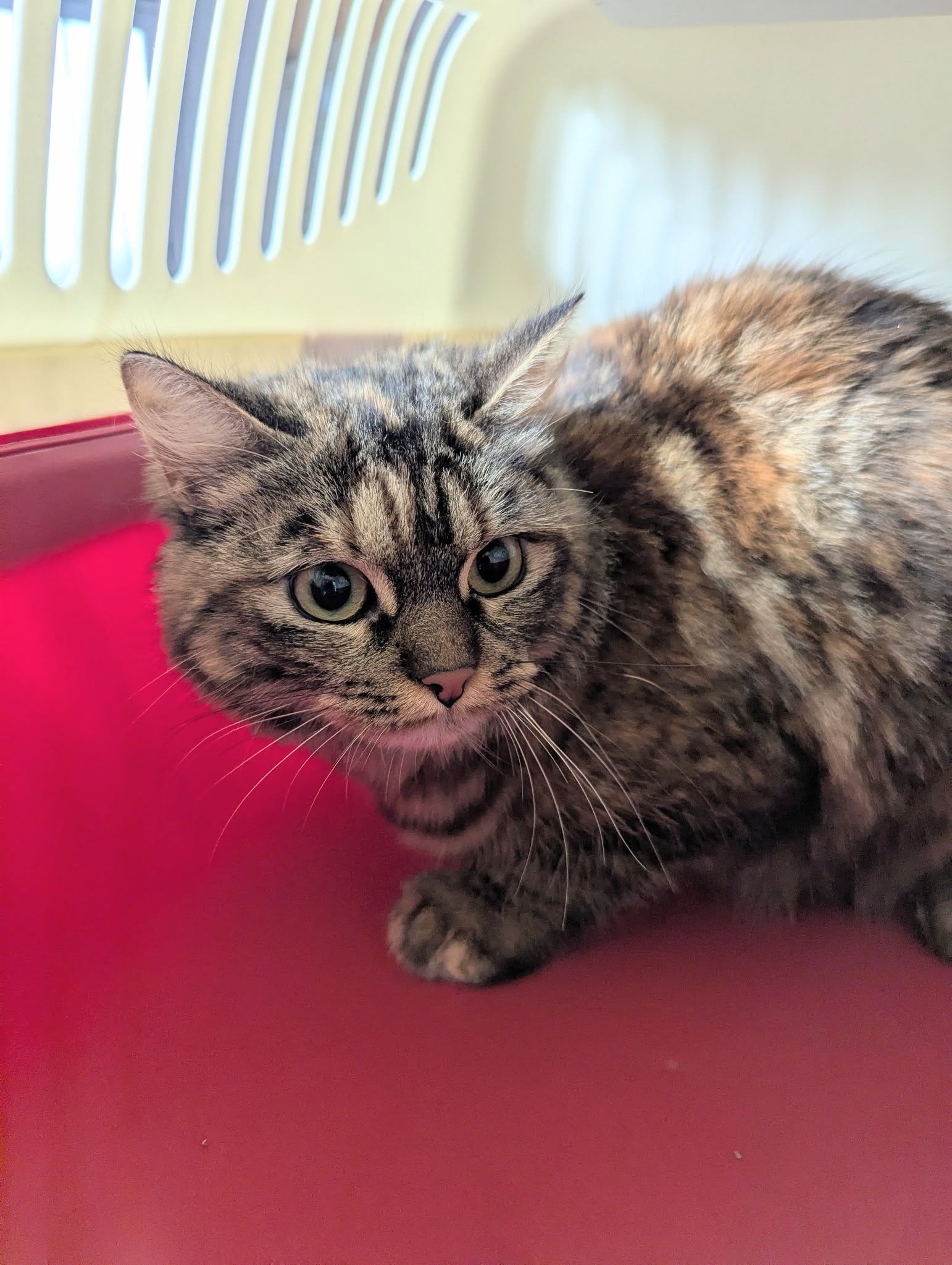 Lire la suite à propos de l’article 02/02 – FOURRIÈRE Chat DD36