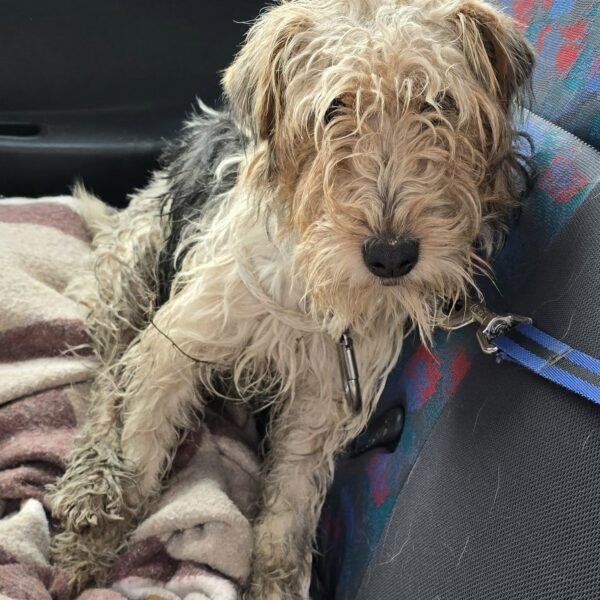 09/02 – FOURRIÈRE Chien CC51