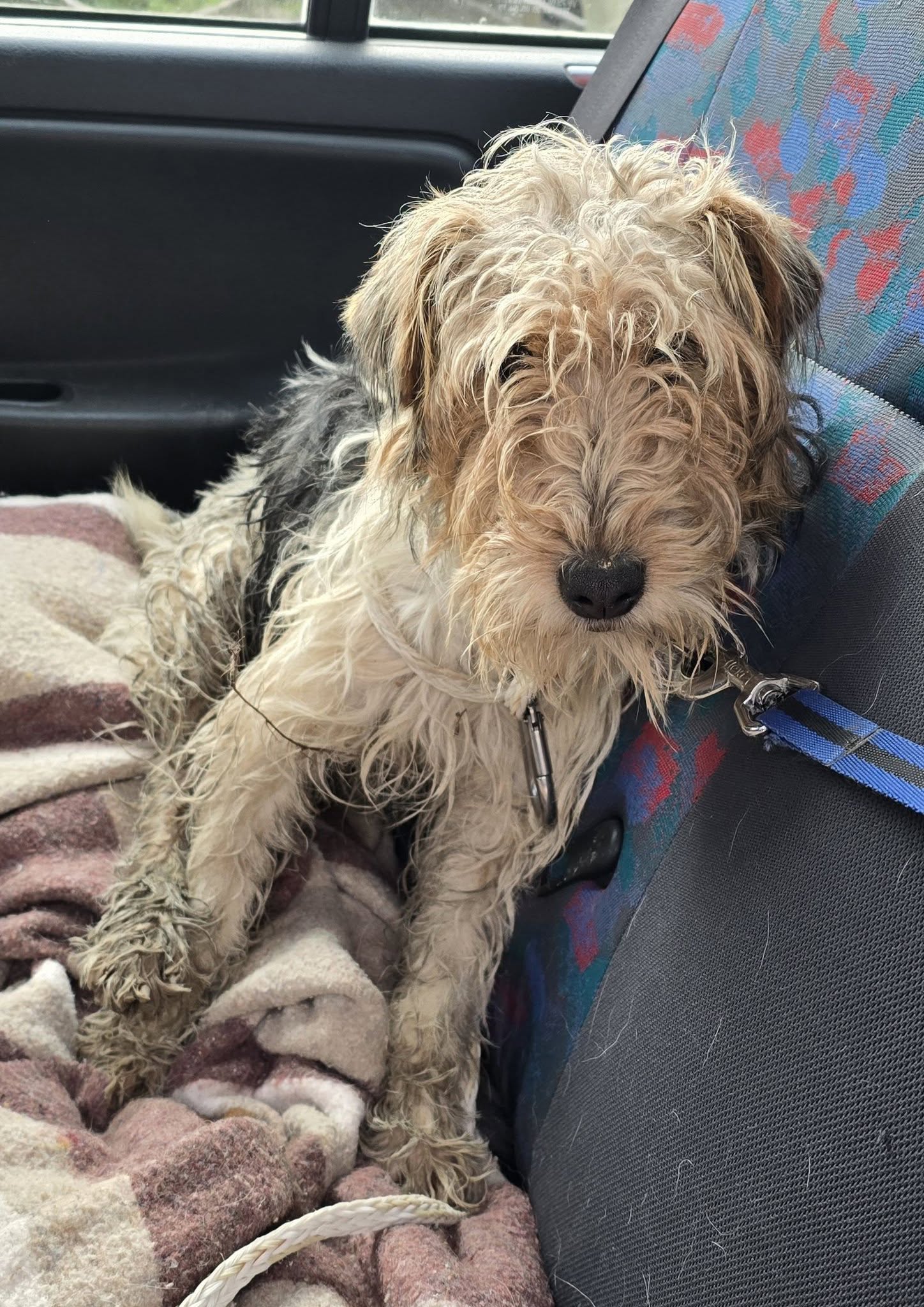 Lire la suite à propos de l’article 09/02 – FOURRIÈRE Chien CC51