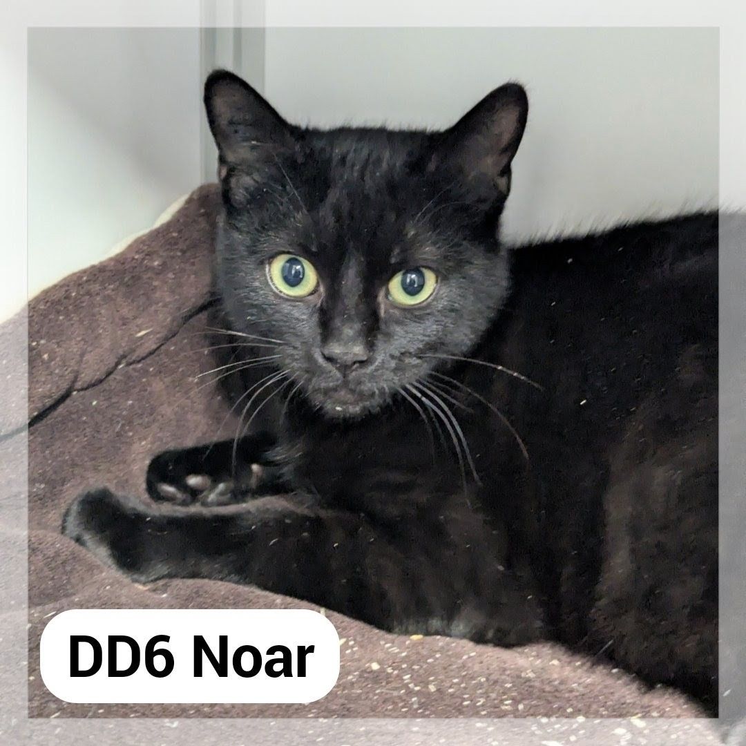 Lire la suite à propos de l’article Noar