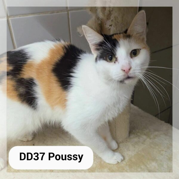 Poussy – F.A. au Neko Castel, bar à chat