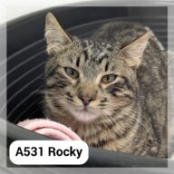 Rocky, chat à l’adoption à la SCPA de Carcassonne