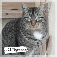 Tigresse, chat à l’adoption à la SCPA de Carcassonne