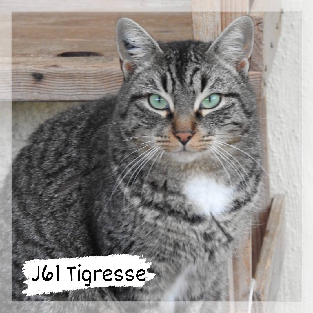 Lire la suite à propos de l’article Tigresse