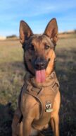 Tina, chien à l’adoption à la SCPA de Carcassonne