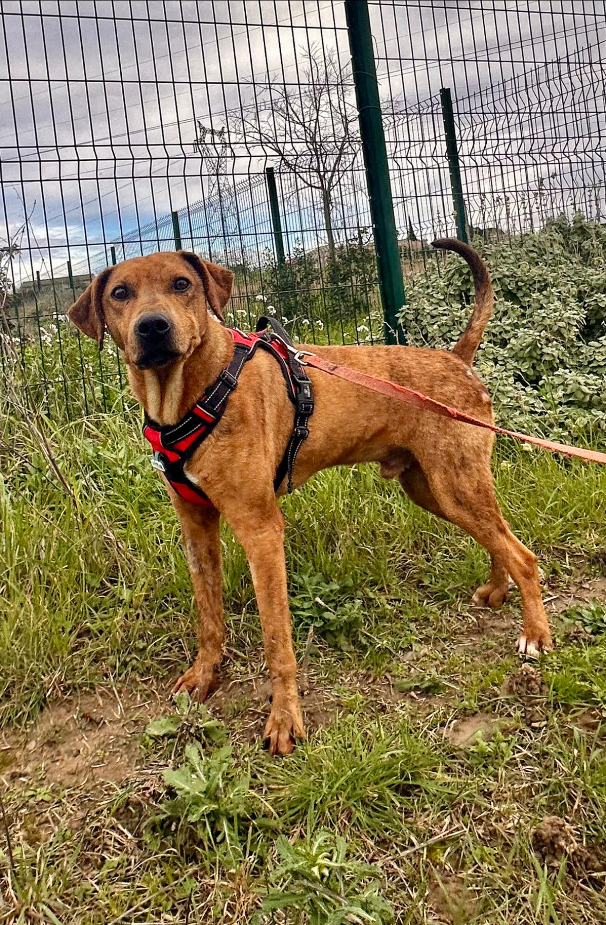 Lire la suite à propos de l’article Victor