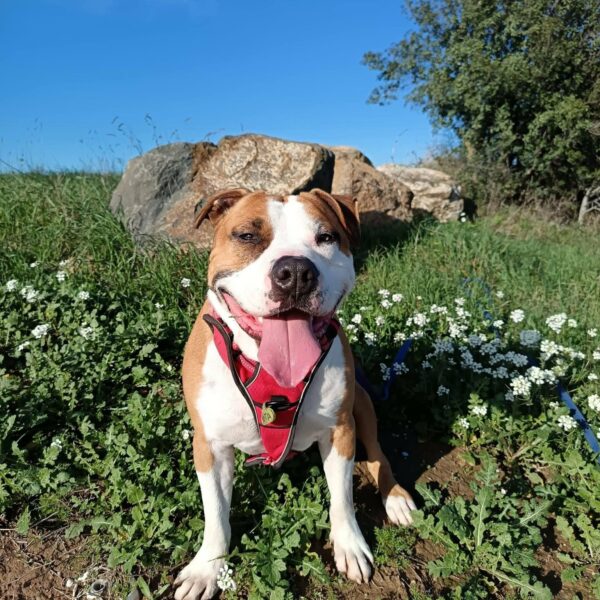 Yota Non catégorisé