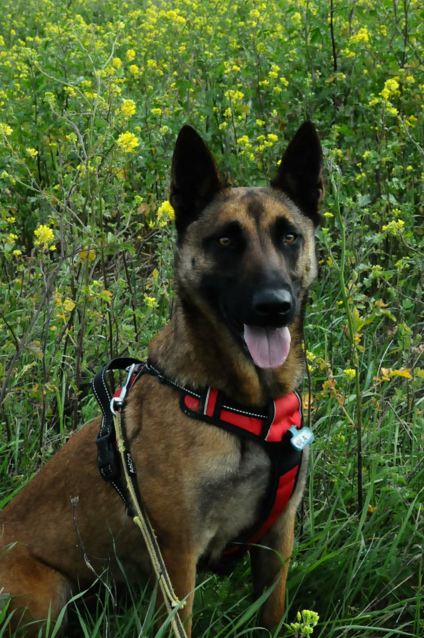 Lire la suite à propos de l’article Nala