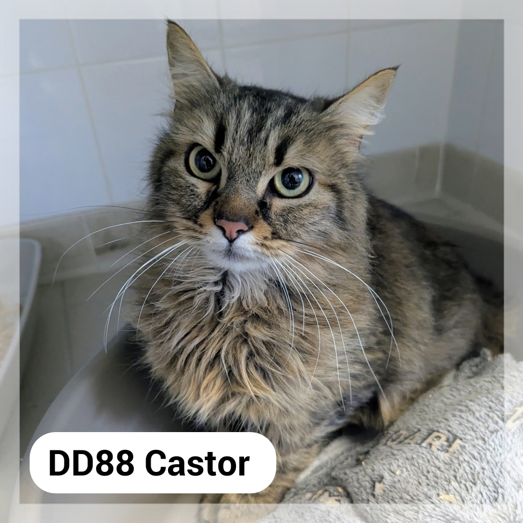 Lire la suite à propos de l’article Castor