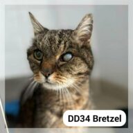 Bretzel SENIOR, chat à l’adoption à la SCPA de Carcassonne