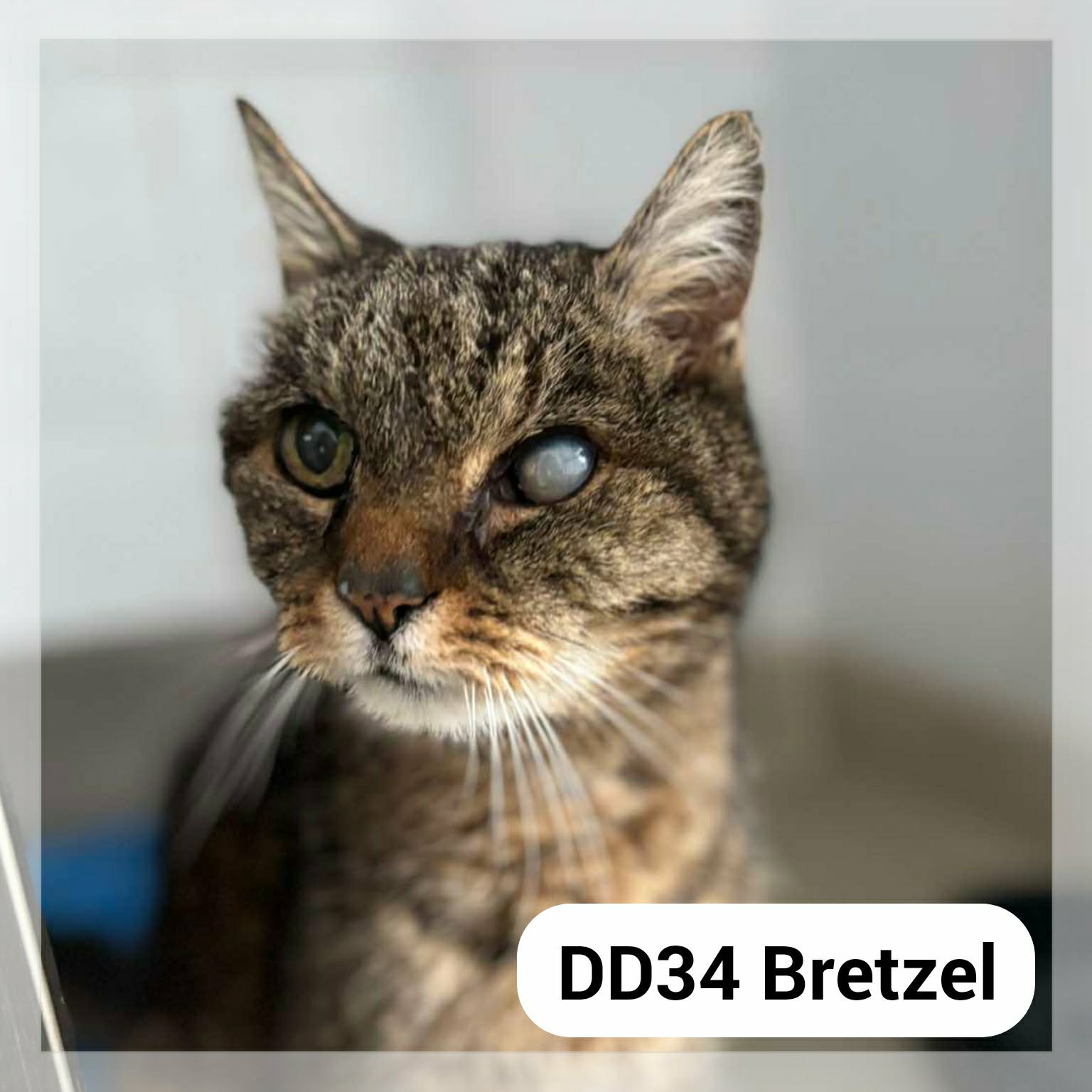 Lire la suite à propos de l’article Bretzel SENIOR