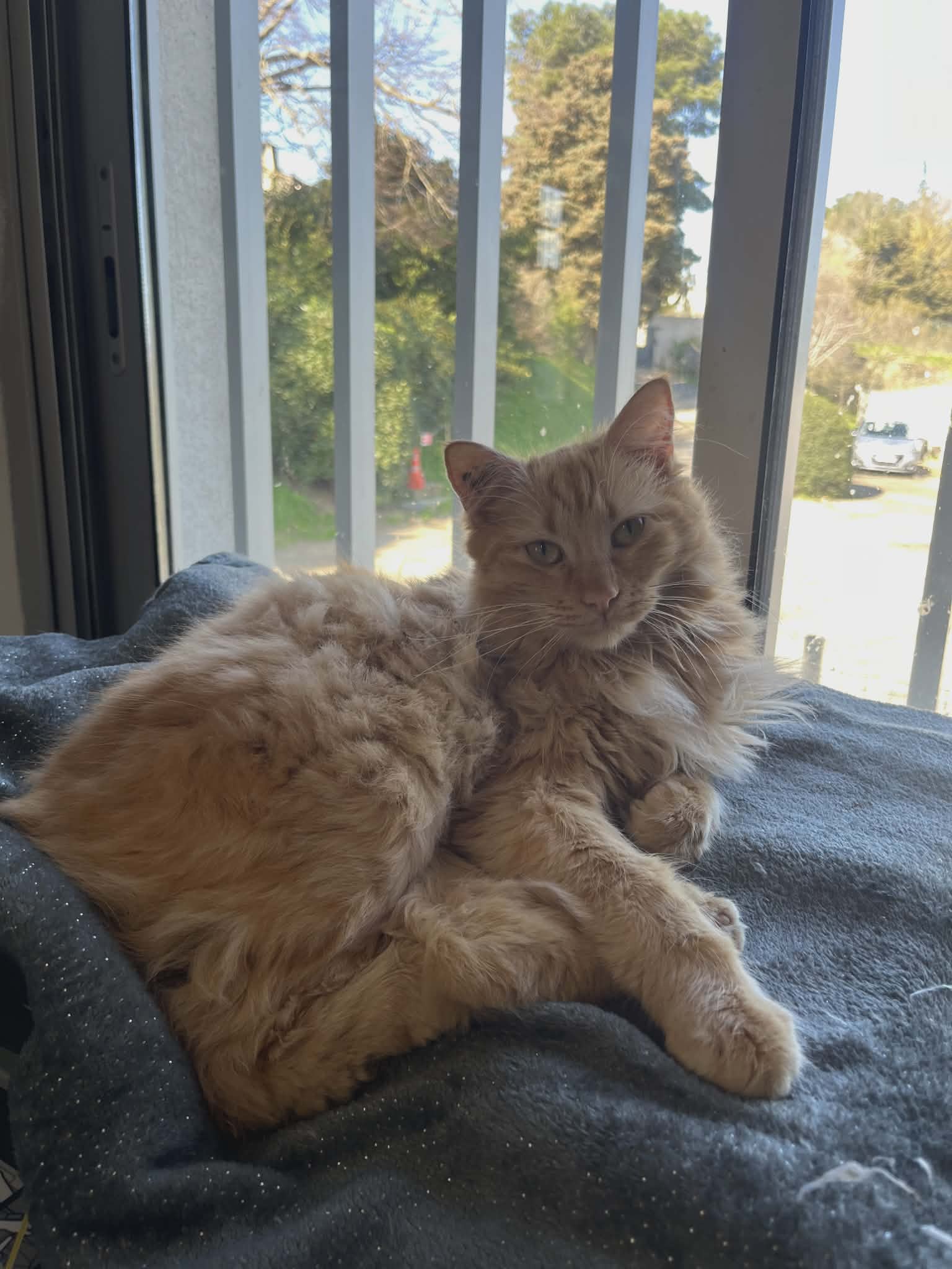 Lire la suite à propos de l’article Cerise